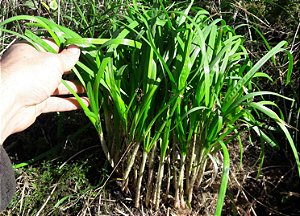 Alho Nirá - Allium tuberosum - Rizomas