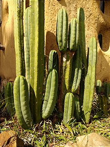 Cactus San Pedro - 1 estaca