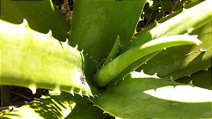 Babosa - Aloe Vera - 1 muda raiz nua