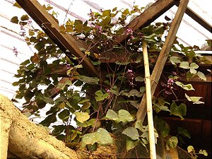 Feijão Lablab Roxo-  Lablab purpureus - 8 sementes