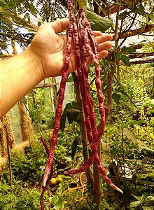 Vagem de Metro Vermelha - Vigna unguiculata subsp. sesquipedalis - 15 sementes