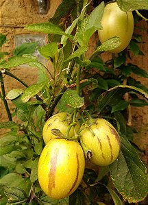 Melão Andino - Solanum muricatum