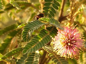 Bracatinga-de-Campo-Mourão - Mimosa flocculosa - 50 sementes