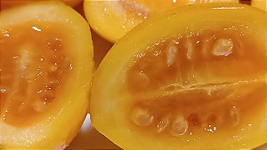 Tomatinho do Mato - Solanum diploconos - Sementes