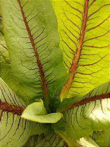Almeirao Roxo - Lactuca canadensis