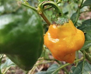 Pimenta Habanero Amarela (Capsicum chinense)