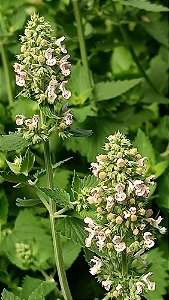 Erva dos Gatos (Catnip) -