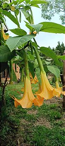Trombeta-de-Anjo Amarela – Brugmansia suaveolens