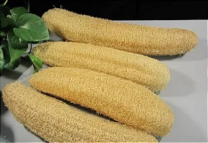 Bucha Vegetal – Luffa cylindrica - sementes