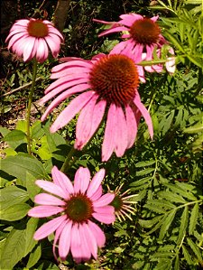 Equinácea ou Flor-de-Cone-Roxa - (Echinacea purpurea)