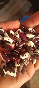 Feijão Pipoca - Ñuña dos Andes (Phaseolus vulgaris subsp. nunas)