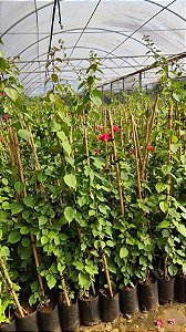Primavera Bougainvillea - várias cores