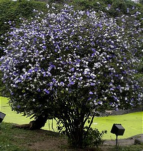 Muda de Manacá de Cheiro Lindo Para Florir Atrai Borboletas