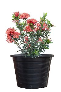 Mini Ixoria Vermelha e Amarela