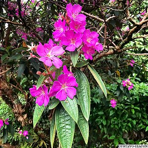 Quaresmeira Rosa Legítima