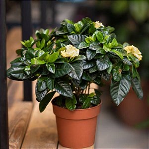 Gardênia ou Jasmim do Cabo
