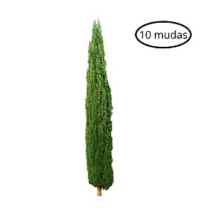 Kit 10 Mudas De Cipreste Italiano Legítimo Tuia Vela