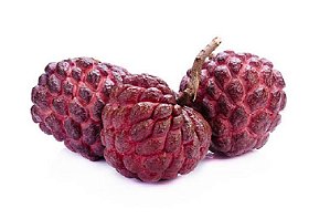 Muda de Pinha Dos Astecas Super Rara Fruta Sagrada Produzir