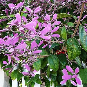 Congéia Lilás Trepadeira Ornamental