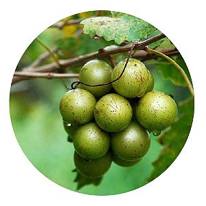 Muda de Uva Jabuticaba Branca Gigante Enxertada Super Rara
