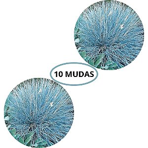 Kit 10 Mudas de Capim Azul Exótico
