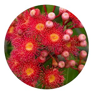 Muda de Eucalipto de Flor Vermelha Originário da Austrália