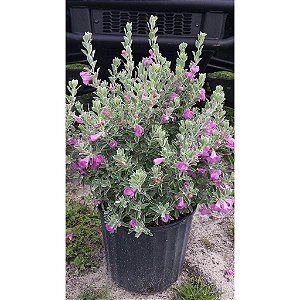 Leucofilo ou Chuva de Prata com a Folha Aveludada