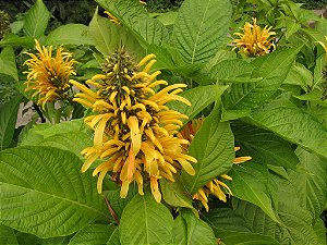 Justicia Amarela ou Jacobínia Amarela Para Cerca Viva