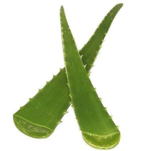Muda De Aloe Vera Babosa Legítima Óleo Para Cabelos e Pele