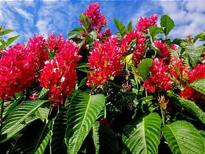 Justicia Vermelha ou Jacobínia Vermelha Para Cerca Viva