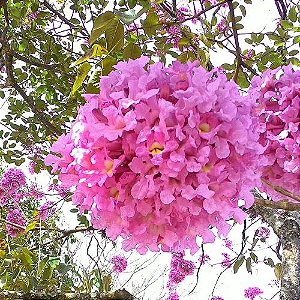 Ipê Rosa