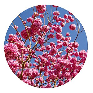 Muda de Ipê Rosa Lindo Que Já Deu Flores Qualidade A+ - Boni Store