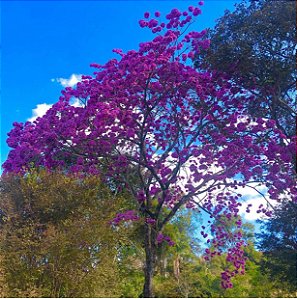 Ipê Roxo