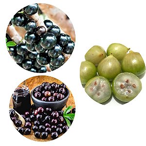 Kit 3 Mudas de Jabuticaba; 1 Sabará, 1 Híbrida e 1 Branca