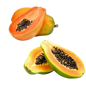 Kit De 2 Mudas de Mamão Com 1 Papaya e 1 Formosa Lindos