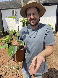 Amora Paquistanesa Enxertada