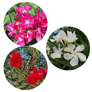 Kit Com 3 Mudas de Espirradeira 1 Branca 1 Vermelha e 1 Rosa