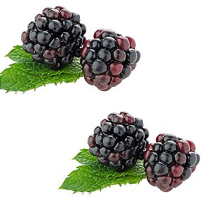 Kit 2 Mudas de Framboesa Negra Fruta Silvestre