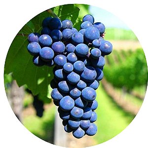 Muda de Uva Bordô Tinto Enxertada Para Produzir