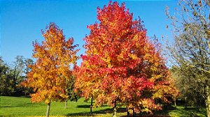 Liquidambar