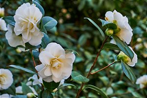 Camélia (Camellia japonica)