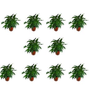 Kit c/ 10 Mudas de Xanadu - Philodendron Xanadu - Ideal P/ Vasos e Paisagismo