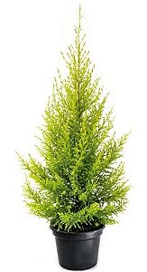 Muda De Tuia Limão Árvore De Natal Natural Tuia Holandesa - Boni Store Muda De Tuia Limão Árvore De Natal Natural Tuia Holandesa - Boni Store