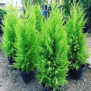 Tuia Limão Holandesa (Árvore De Natal Natural)