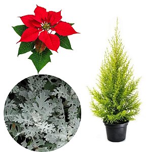 Kit Plantas Naturais Natal Cinerária Bico De Papagaio Tuia
