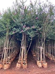 Resedá - Várias cores e tamanhos