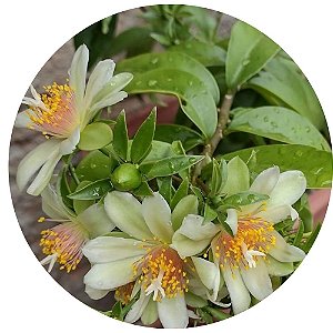 Muda De Ora-pró-nobis Flor Comestível Para Vegetarianos