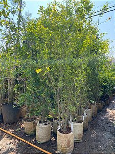 Romã Americana Gigante