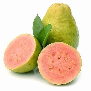 Muda De Goiaba Vermelha Ótima Para Produzir Em Vaso E Solo