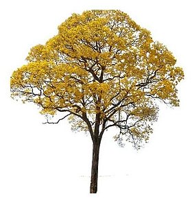 Muda De Árvore De Ipê Amarelo Lindo Para Florir